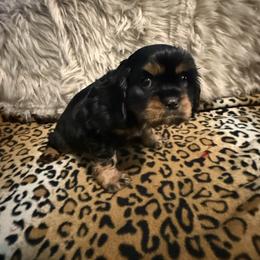 Bentley - Black and tan male Cavalier King Charles Spaniel puppy in Broken Arrow, Oklahoma from Cavalier King Charles Heartland