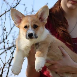 Pancake - Red male Pembroke Welsh Corgi puppy in Pollock, Missouri from Northstar