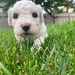 Male 3 - White male Bichon Frise puppy in Pocatello, Idaho from Sarah's Cavachons, Bichons & King Charles Cavalier Spaniels