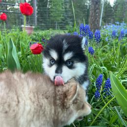 Denali - Black and white female Pomsky puppy in Rathdrum, Idaho from Smart Pomskies and Frenchies