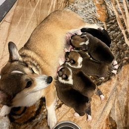 Pembroke Welsh Corgi puppies from Kenyon Pembroke Welsh Corgis
