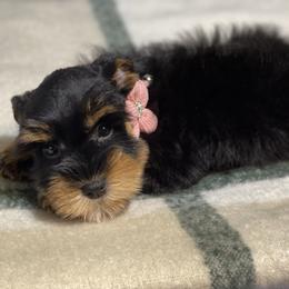 Black and Red pink collar - Black and silver female Miniature Schnauzer puppy in Calhoun, Georgia from The BrickHouse Miniature Schnauzers