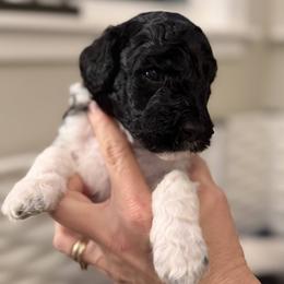 Snoop - Parti male Assorted Doodle Crosses puppy in Polkton, North Carolina from Gaga's Doodles