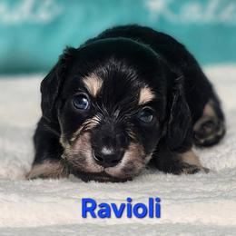 Ravioli - Black and cream male Dachshund puppy in Mount Sherman, Kentucky from Kaleidoscope Dachshunds and Whippets