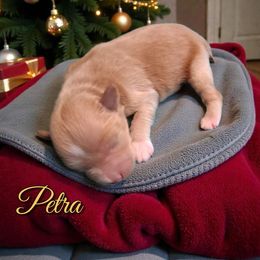 Petra - Wheaten female Miniature Schnauzer puppy in Clemmons, North Carolina from Schnauzer Snobs