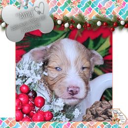 Girl 2 - Amy - Sable merle and white female Shetland Sheepdog puppy in Elberton, Georgia from Ioney's Southern Paws Shelties, Frenchies, and Yorkies