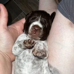German Shorthaired Pointer Puppies from Valor Hill Kennels