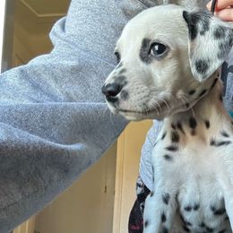 Bucky - White and black Dalmatian puppy in Richmond, Virginia from Darrfield