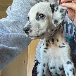 Bucky - White and black Dalmatian puppy in Richmond, Virginia from Darrfield