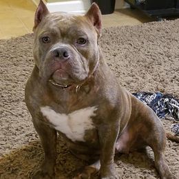American Bullies from Freak"E" kennels