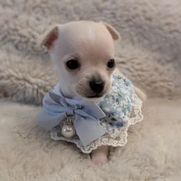 Chihuahua Puppies from ChibiChi