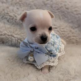 Chihuahua Puppies from ChibiChi