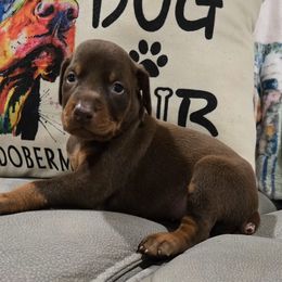 Boy 1 - Red and rust male Doberman Pinscher puppy in Hollyberry, Georgia from Jeti Dobermans