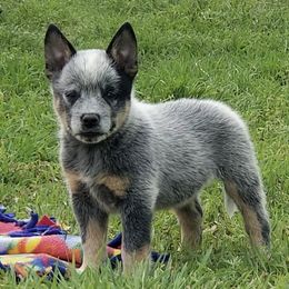 Australian Cattle Dog and Australian Kelpie Puppies from Carben Copy