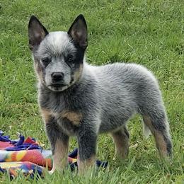 Australian Cattle Dog and Australian Kelpie Puppies from Carben Copy