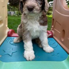 Puddles - Red merle Aussiedoodle puppy in New Philadelphia, Ohio from Oldtown Doodles