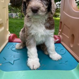 Puddles - Red merle Aussiedoodle puppy in New Philadelphia, Ohio from Oldtown Doodles