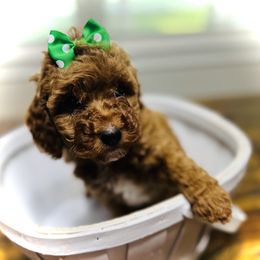 Kiara - Red female Cavapoo puppy in Bradenton, Florida from Christianna’s Mini Goldendoodles