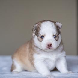 Cinnamon - Red and white female Pomsky puppy in San Mateo, California from The Pomsky Garden