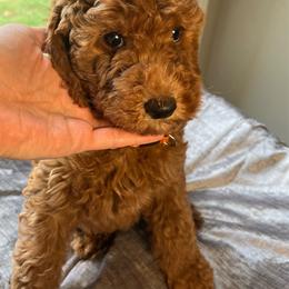 Otis - Red  male Goldendoodle puppy in Clarksville, Tennessee from Golden Pine Designer Doodles