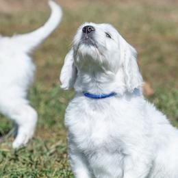 Bernedoodle and Goldendoodle Puppies from White Oak Doodles