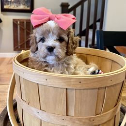 Cavapoo Puppies from Wednesday & Co