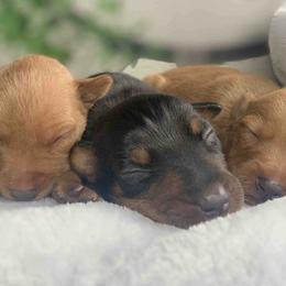 Miniature Pinschers from CJ’s Miniature Pinscher’s