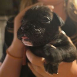 Red - Brindle male Boxer puppy in Caspian, Michigan from Andrus Family Boxers