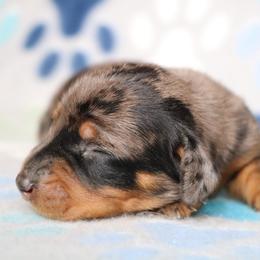 Back Dapple Male - Dapple male Dachshund puppy in Red Bud, Illinois from Midwest Miniature Dachshunds