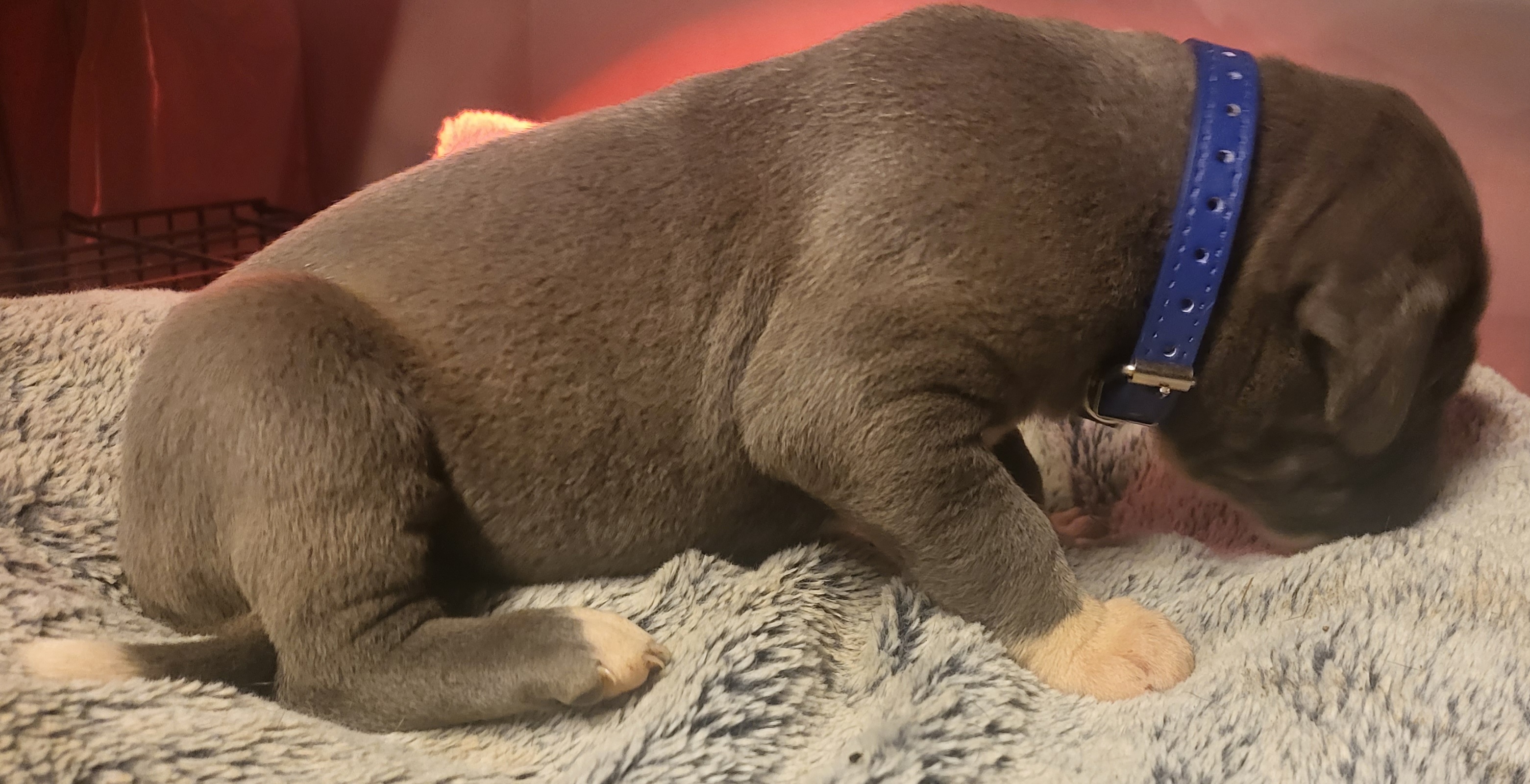 Great Dane Puppies from Grant’s Gorgeous Greats