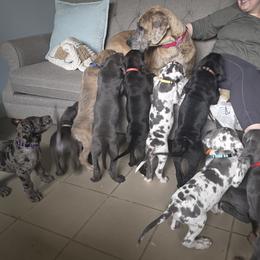 Great Dane puppies from DeVine Danes
