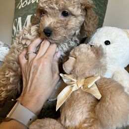 Poodle and Yorkshire Terrier Puppies from Keystone Poodles