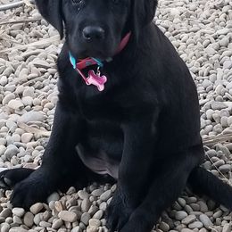 Labrador Retriever Puppies from Howard English Labradors