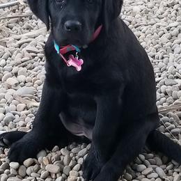 Labrador Retriever Puppies from Howard English Labradors