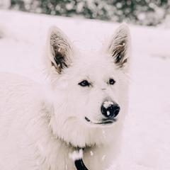 Teddy - Berger Blanc Suisse