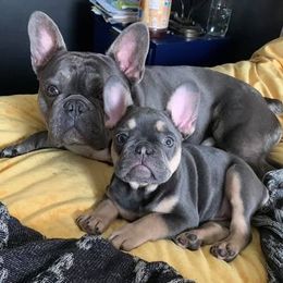 French Bulldogs from Wittmer Frenchies