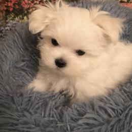 Matteo - White male Maltese puppy in North Myrtle Beach, South Carolina from Perfect Puppies