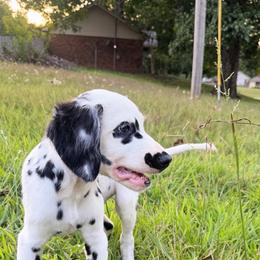 Ghost Face - White and black male Dalmatian puppy in Bremen, Georgia from Clark’s Dalmatians