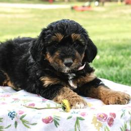 Shiloh's Black and Tan Girl - Black phantom female Aussiedoodle puppy in Burkesville, Kentucky from Bline’s Awesome Aussies & Doxies at the Bline Family Farm