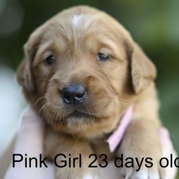 Pink Girl - Dark golden female Golden Retriever puppy in Gonzales, Louisiana from True Grit Golden Retrievers