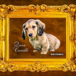 Queen Camilla - Cream female Dachshund puppy in Splendora, Texas from Ram’s Kennels