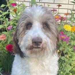 Bernedoodles from Parish Bred Bernedoodles