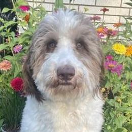Bernedoodles from Parish Bred Bernedoodles