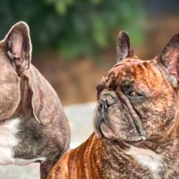 French Bulldogs from Luvafrenchbulldog