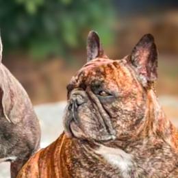 French Bulldogs from Luvafrenchbulldog