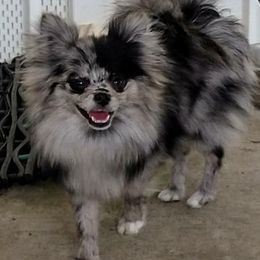 Pomeranians from Tennatious Pomeranians