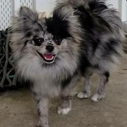 Pomeranians from Tennatious Pomeranians
