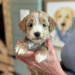 Halo - Apricot female Goldendoodle puppy in Wharton, Texas from Little Fur Friends