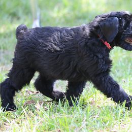 Giant Schnauzer Puppies from Giant Strides Giants