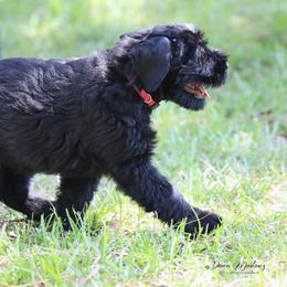 Giant Schnauzer Puppies from Giant Strides Giants